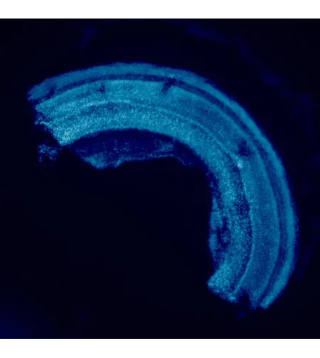 MAGUS Lum 460L fluorescences mikroskops