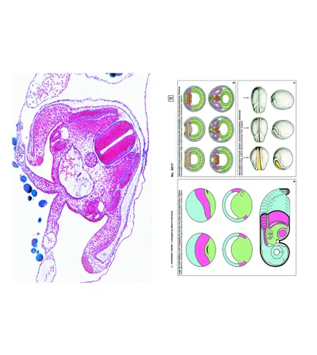 LIEDER gyvūnų embriologija ir vystymasis, papildomas 12 skaidrių rinkinys, mokinio rinkiny