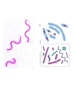 LIEDER Paruošti mikroskopinės bakterijų stikleliai, 6 stikleliai