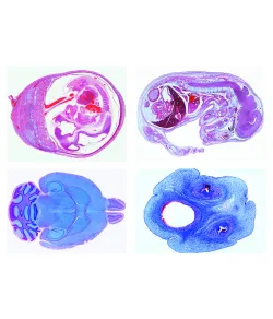 LIEDER Naminių gyvūnų histologija veterinarinei medicinai II dalis, 24 skaidrės