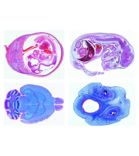 LIEDER Naminių gyvūnų histologija veterinarinei medicinai II dalis, 24 skaidrės