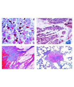 LIEDER Patologinė histologija veterinarinei medicinai, 22 skaidrės