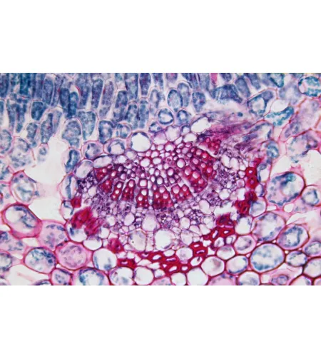 BRESSER Paruoštos skaidrės 25 vnt. Dėžutė