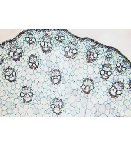 BRESSER Paruoštos skaidrės 25 vnt. Dėžutė