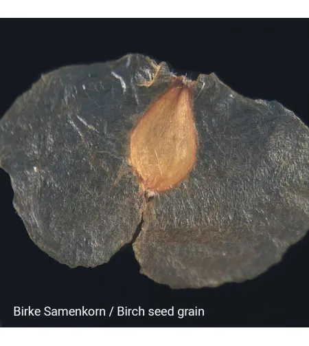 Стереомикроскоп Biolux ICD 20x BRESSER