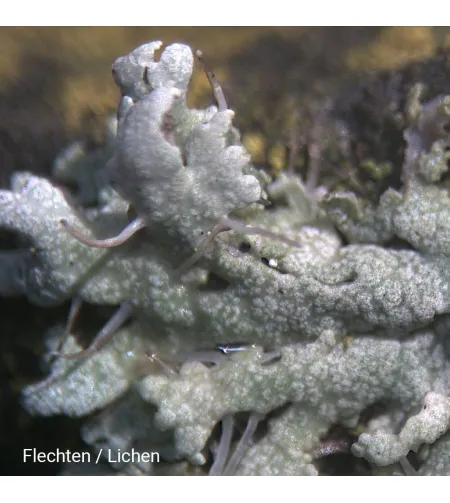 Стереомикроскоп Biolux ICD 20x BRESSER