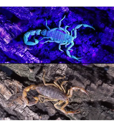 UV Ultra Violet 21  LED Flashlight Blacklight Light 395 nM Inspection Lamp Torch