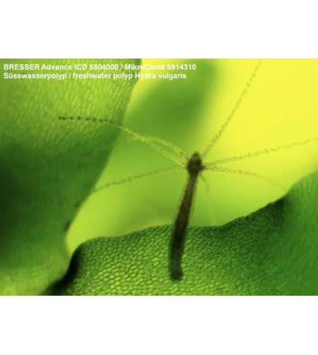 Stereomikroskopas Bresser Advance ICD 10X-160X