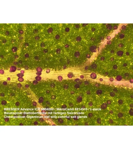 Stereomikroskopas Bresser Advance ICD 10X-160X