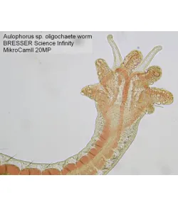 Microscope camera Bresser MikroCam II 20 MP 1''