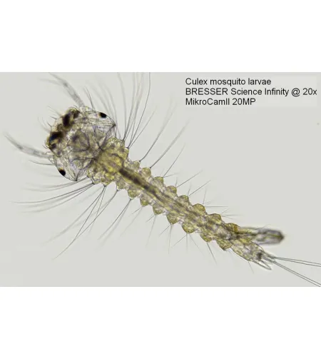 Microscope camera Bresser MikroCam II 20 MP 1''