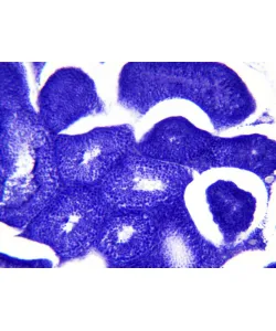 Parengtos skaidrės: Bresser histologija