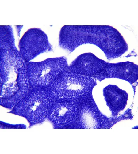 Parengtos skaidrės: Bresser histologija