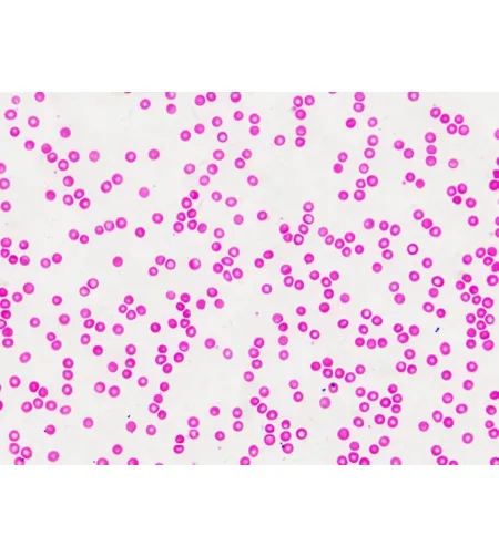 Parengtos skaidrės: Bresser histologija