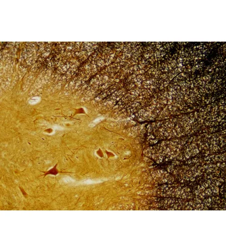 Parengtos skaidrės: Bresser histologija
