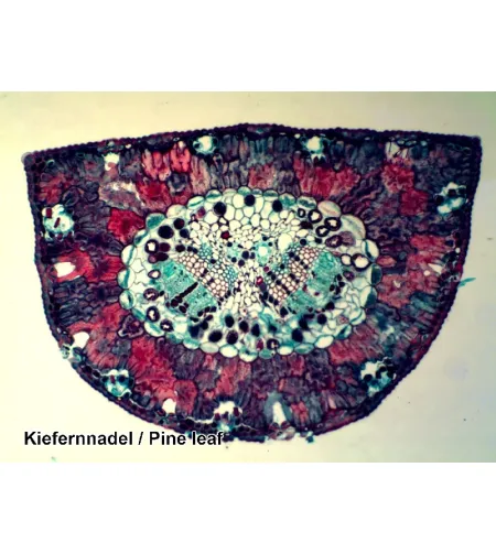 Parengtos skaidrės: 50 vnt Box BRESSER