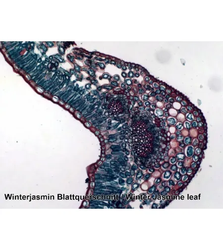 Parengtos skaidrės: 50 vnt Box BRESSER