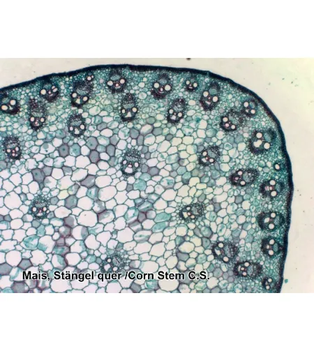 Parengtos skaidrės: 50 vnt Box BRESSER