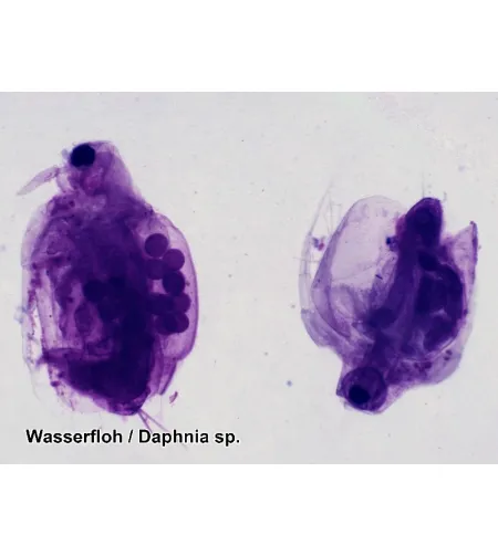 Parengtos skaidrės: 50 vnt Box BRESSER