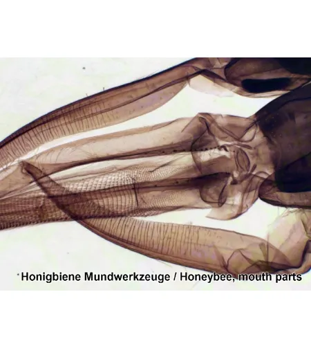 Parengtos skaidrės: 50 vnt Box BRESSER