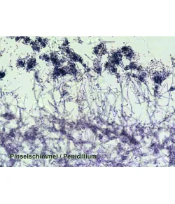 Parengtos skaidrės: 100 vnt Box BRESSER
