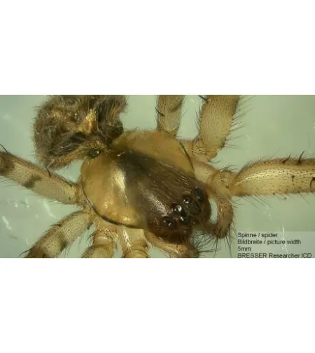 Stereomikroskopas BRESSER RESEARCHER ICD LED 20X-80X