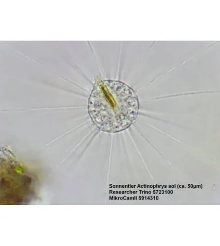 Stereomikroskopas BRESSER Researcher Trino 40-1000x