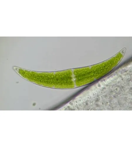 Stereomikroskopas BRESSER Researcher Trino 40-1000x