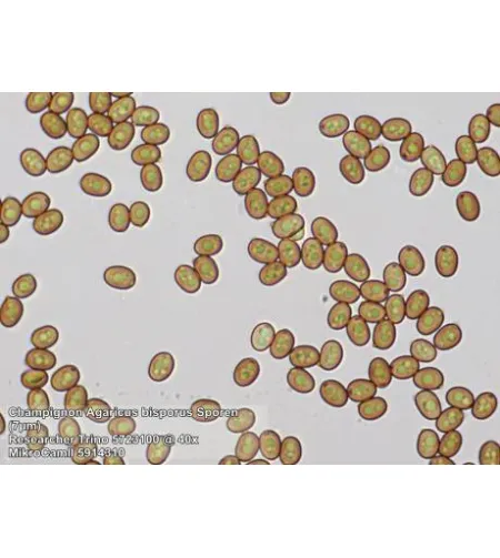 Stereomikroskopas BRESSER Researcher Trino 40-1000x