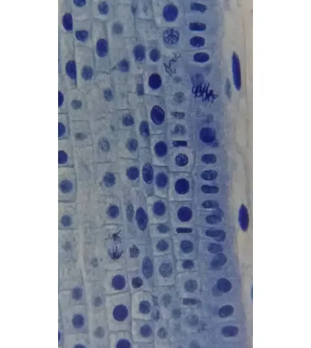 Stereomikroskopas Bresser Erudit Basic Bino 40X-400X su išmaniųjų telefonų adapteriu