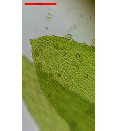 Stereomikroskopas Bresser Erudit Basic Bino 40X-400X su išmaniųjų telefonų adapteriu