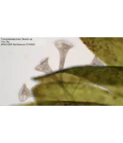 Mikroskopas Bresser Bioscience 40-1000X TRINOKLINIS