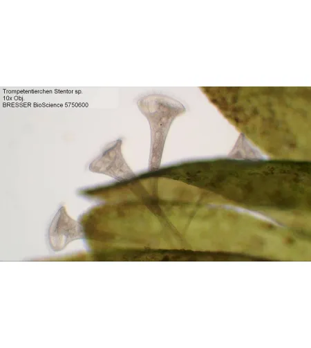 Mikroskopas Bresser Bioscience 40-1000X TRINOKLINIS