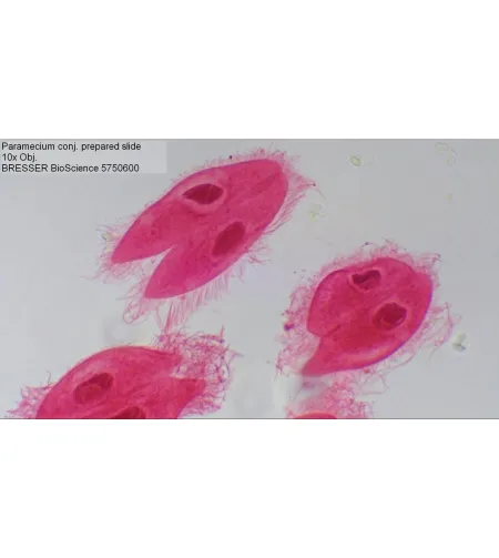 Mikroskopas Bresser Bioscience 40-1000X TRINOKLINIS