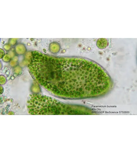 Mikroskopas Bresser Bioscience 40-1000X TRINOKLINIS