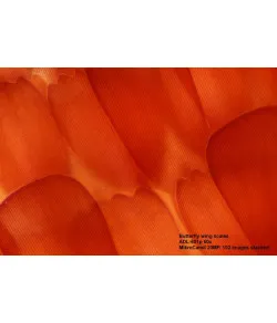 Microscope Bresser Science ADL 601 P 40-600X