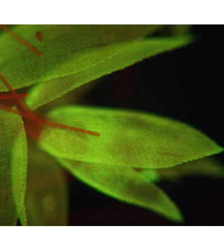 Mikroskopas Bresser Science ADL 601 F Led 40-1000X TRINOKLINIS