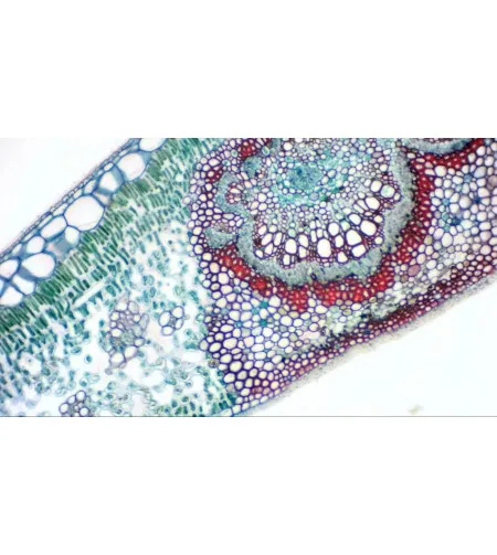 Digitālā okularu kamera Bresser MikrOkular Full HD