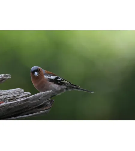 Apochromatic refractor telescope Pro APO AP 72/432 ED OTA Omegon