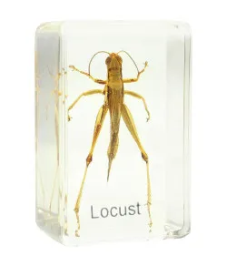 Grasshopper prepared slide Omegon