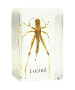 Подготовленная горка - кузнечик Omegon