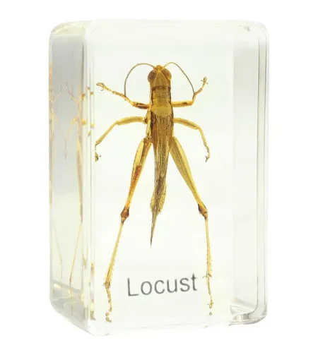 Подготовленная горка - кузнечик Omegon