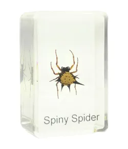 Prepared slide - spiny spider, Omegon