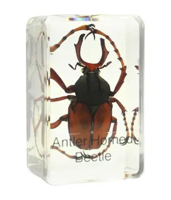 Prepared slide - stag beetle, Omegon