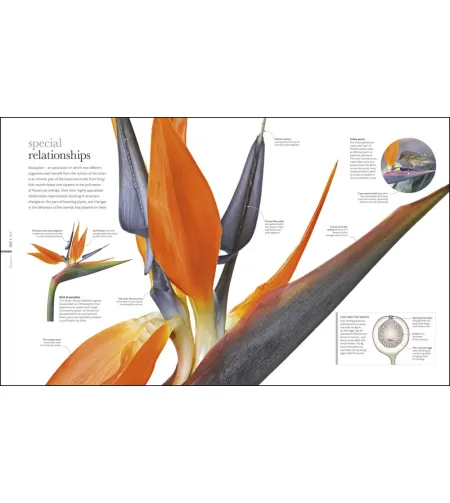 Flora: Inside the Secret World of Plants