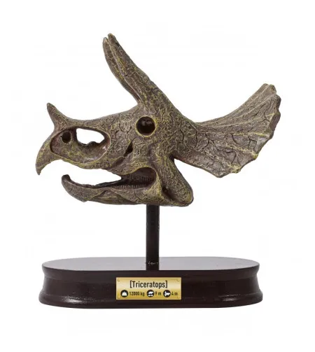 Dinozaura galvaskauss - Triceratops, Buki