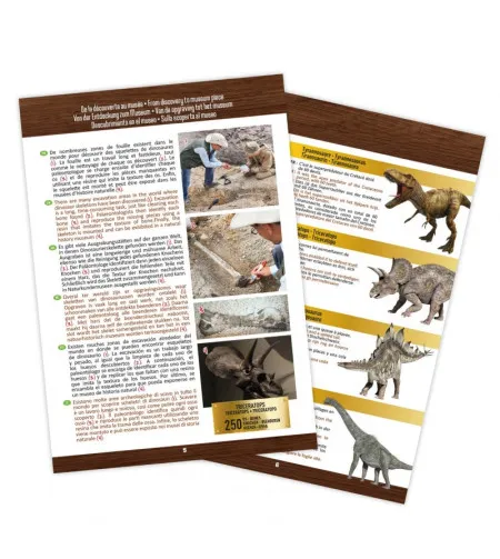 Dinozaura galvaskauss - Triceratops, Buki