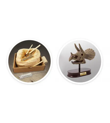 Dinozaura galvaskauss - Triceratops, Buki