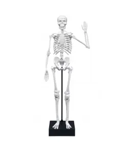 Skeletas 45 cm, Buki