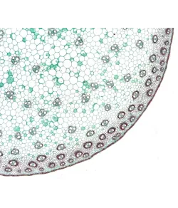 BRESSER paruoštos skaidrės aukštos kokybės 10 vnt